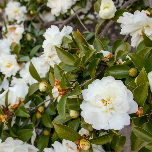 National Plant Network 1 gal Mine No Yuki Camellia Sasanqua Live Shrub with Partial Shade