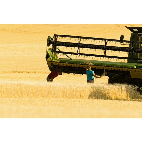 Paplow Harvesting Company custom combines a wheat field, near Ray; North Dakota, United States of America Poster Print (19 x 12)