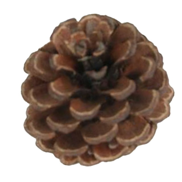 de Pino Herramientas para Vacaciones,Bodas,Fiestas,Cumpleaños,Día de Acción de Gracias Cono de pino natural Macarena Decoración de cono de pino