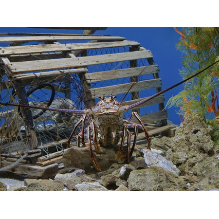 Spiny Lobster Near a Lobster Trap, Panulirus Argus Print Wall Art By Adam (Best Gloves For Spiny Lobster)