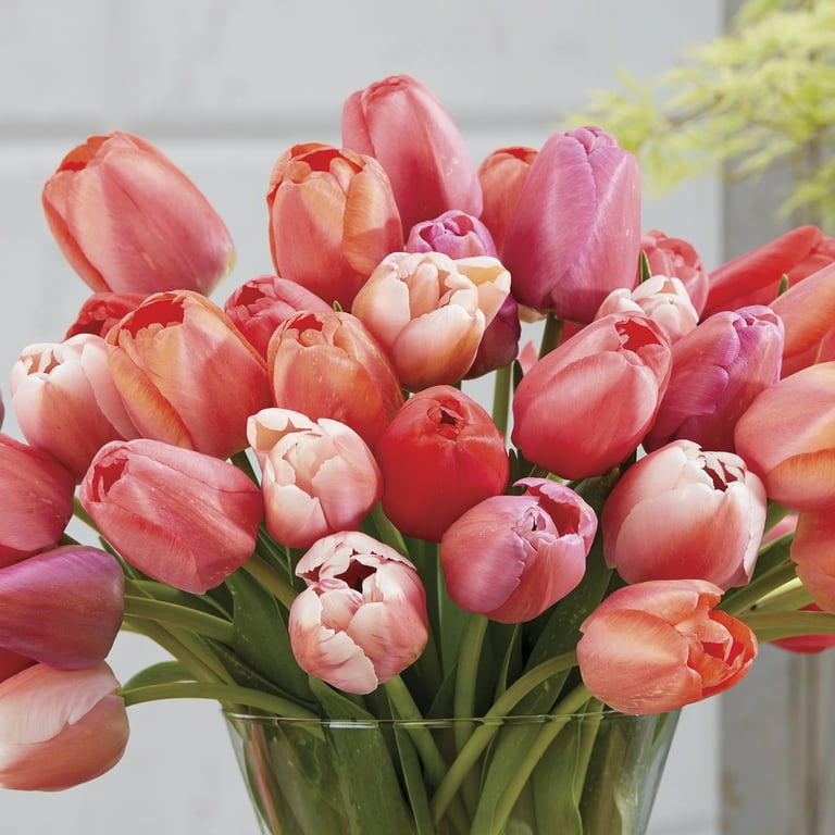 Van Zyverden's Tulip Pride Mix (Set of 25 Dormant Bulbs) Full Sun