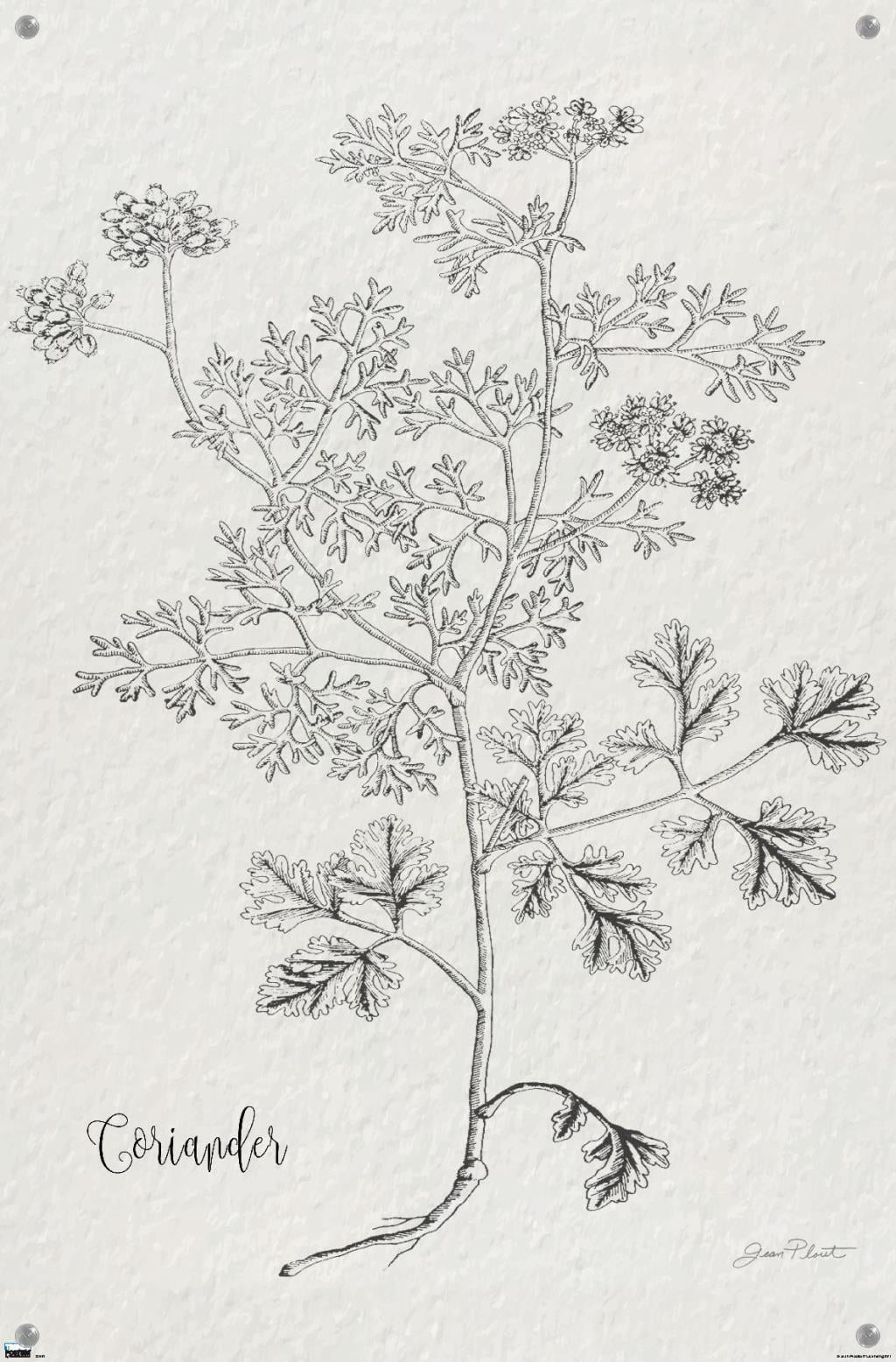 Jean Plout - Botanical Studies on Paper Coriander Wall Poster with Push Pins, 14.725" x 22.375"