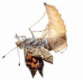 thumbnail image 2 of Repuesto de orugas vivas Insect Lore para mariposas Painted Lady, 2 of 8