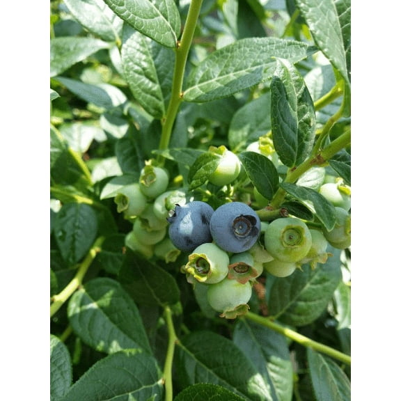 8 Reka Blueberry Plants in a 3.5"---Ready For Planting!!!