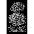 thumbnail image 3 of Hill, John 10x14 Black Modern Framed Museum Art Print Titled - Heroic Peony, 3 of 5