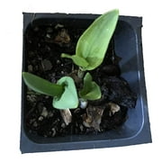 Ramps Plant, (Allium tricoccum) 2.5 inch Pot - Wild Leek for Planting - Start Your own ramp Patch! Appalachian Delight!
