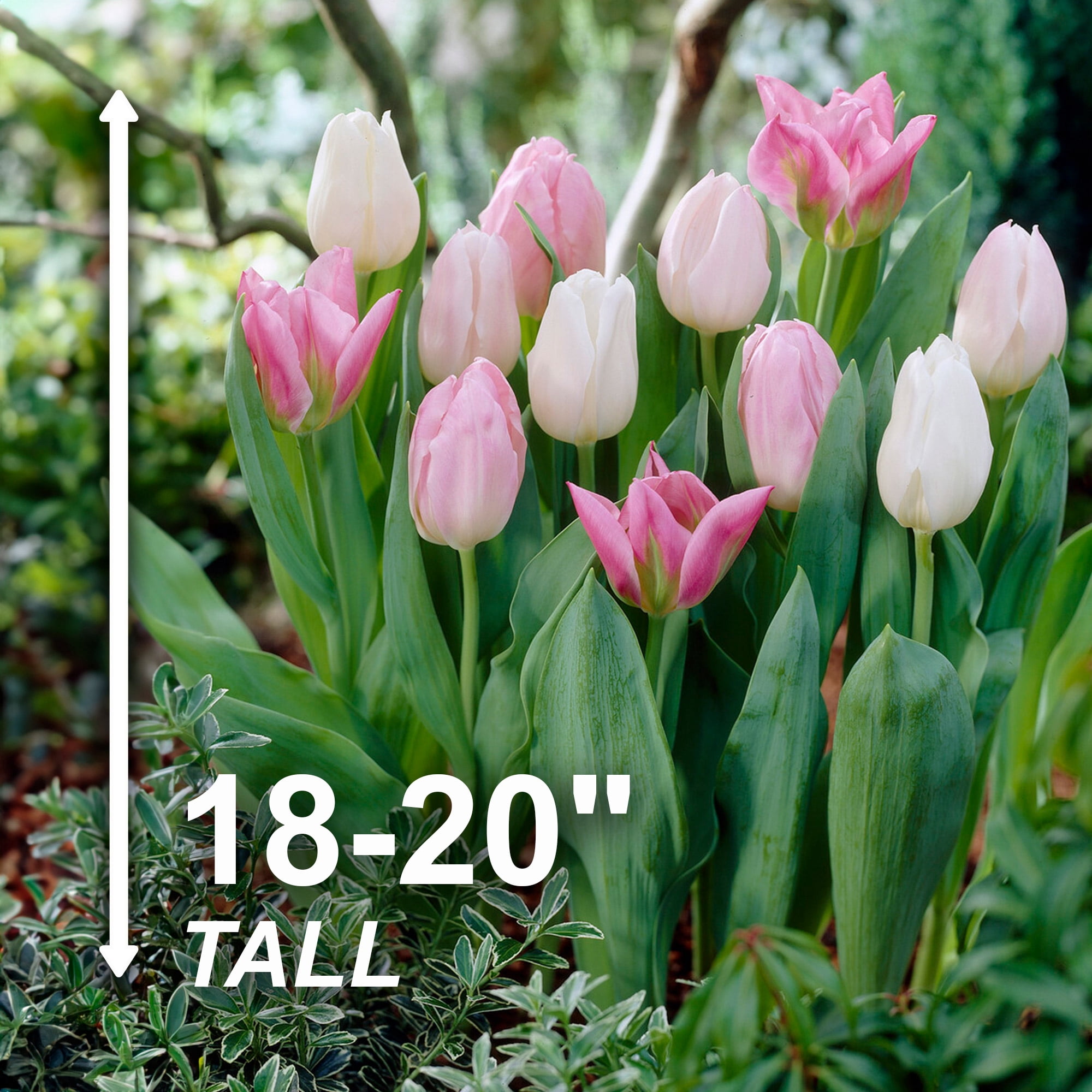 Garden State Bulb Triumph Easter Joy Mix Tulip Flower Bulbs, 12/+ cm (Bag of 250)