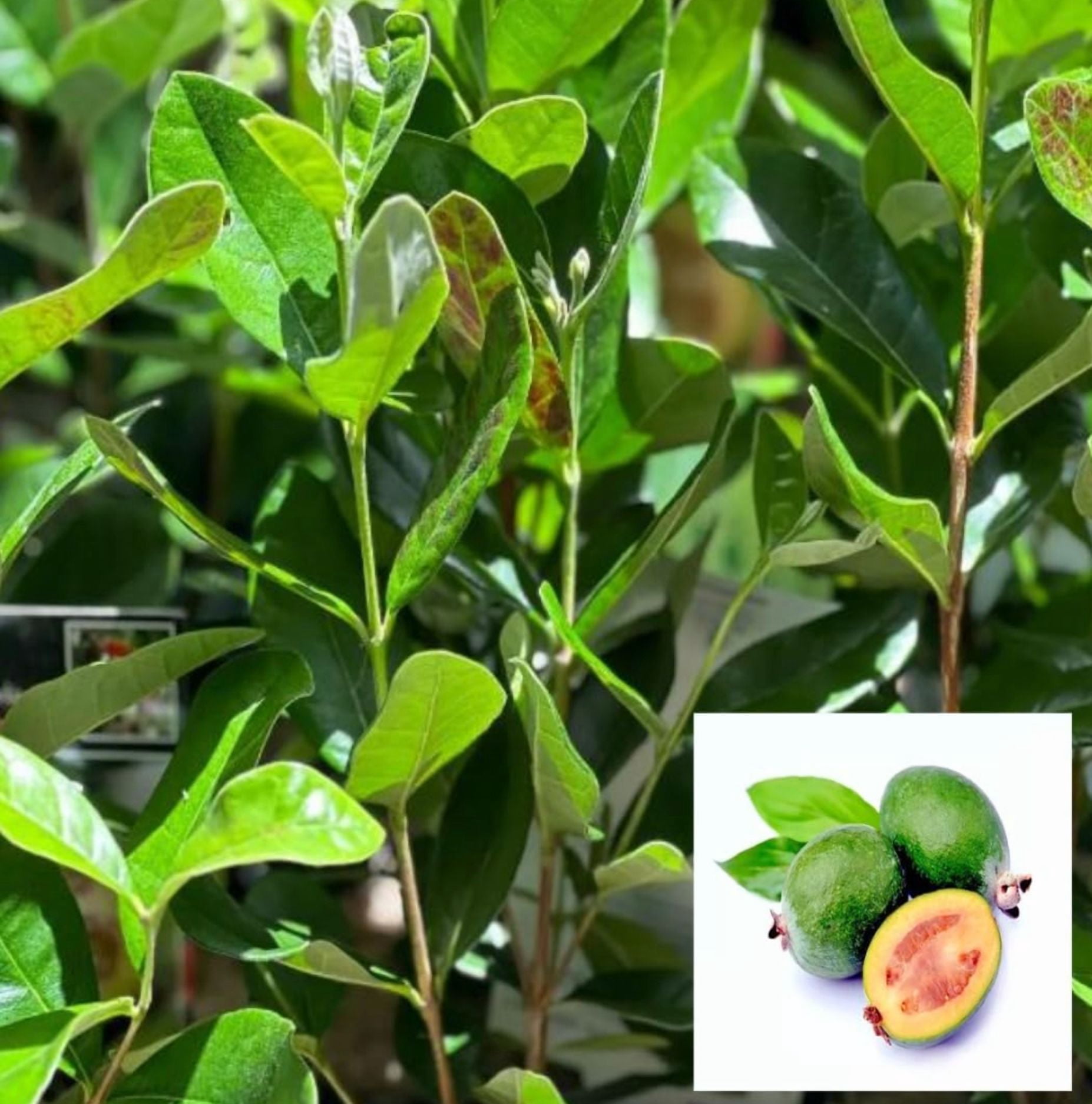 Guava Tree Live Plant for Planting, Pineapple Guava Plant Live 4 to 6 Inc Tall, Tropical Guava Fruit Tree for Planting Indoor Outdoor Garden