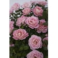 thumbnail image 3 of Pink Sunblaze® Miniature Rose Bush - Hardy - 2.5" Pot, 3 of 4