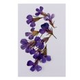 thumbnail image 2 of 10 Piezas de Flores Lobelia Prenasdos Elegante para Álbumes de Recortes de DIY Sunnimix Flores secas prensadas, 2 of 8