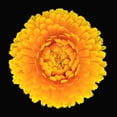 thumbnail image 2 of Reynolds, Richard 26x26 White Modern Wood Framed Museum Art Print Titled - Pot Marigold, 2 of 4