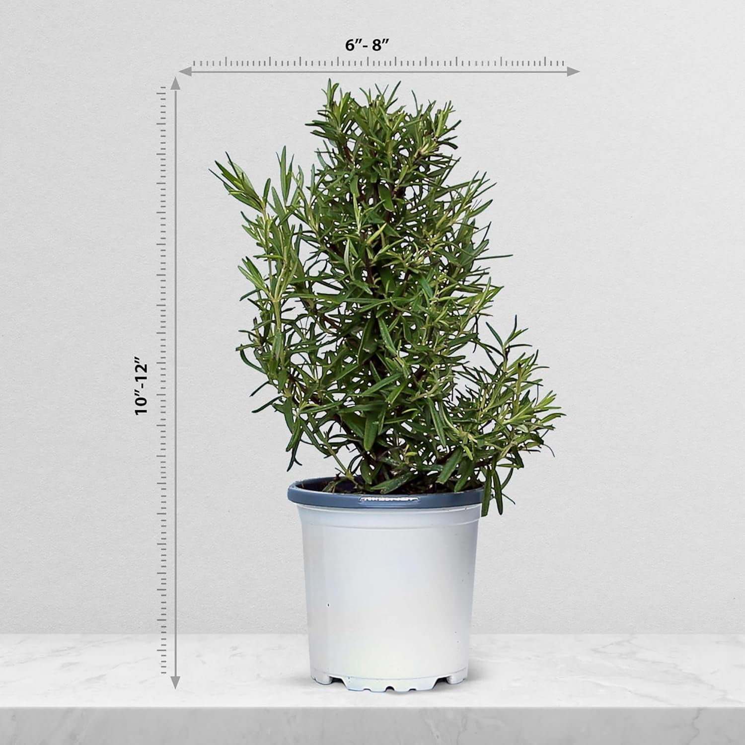 Live Rosemary Plant, Aroma Tree, Christmas Gift, Office Gift, Housewarming Gift, Air Purifying Plant, Birthday Gift, Office Gift, Gardening Gift in 4" Pot