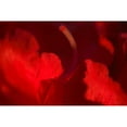 thumbnail image 3 of Crane, Rita 14x11 Black Modern Framed Museum Art Print Titled - Crimson Petals I, 3 of 5