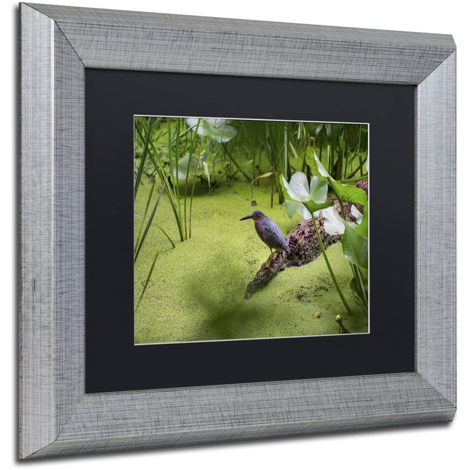 Trademark Fine Art "Green Heron" Canvas Art by Kurt Shaffer, Black Matte, Silver Frame