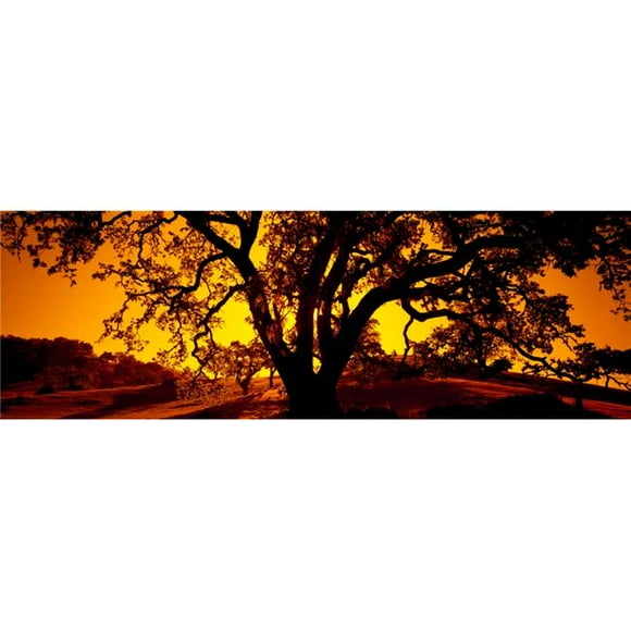 Silhouette of Coast Live Oak Trees, Quercus Agrifolia California USA Poster Print, 36 x 12