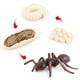 thumbnail image 3 of Simulación de etapas del ciclo de vida de 4 partes de animales juguetes educativos para niños accesorios de salón de clases Magideal Simulación de etapas del ciclo de vida, 3 of 7