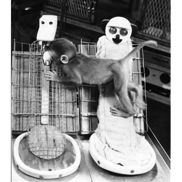 Animal testing 18 Animal testing 18 image