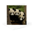 thumbnail image 5 of 3dRose, Giant panda bears, Wolong China Conservation, CHINA-AS07 POX0378 - Pete Oxford, 6 Greeting Cards with envelopes, 5 of 7