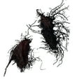 thumbnail image 5 of 5 Rhizomes Cinnamon Fern Plant, Cinnamon Plant Outdoor Landscape, 4 Inch Tall, 5 of 6