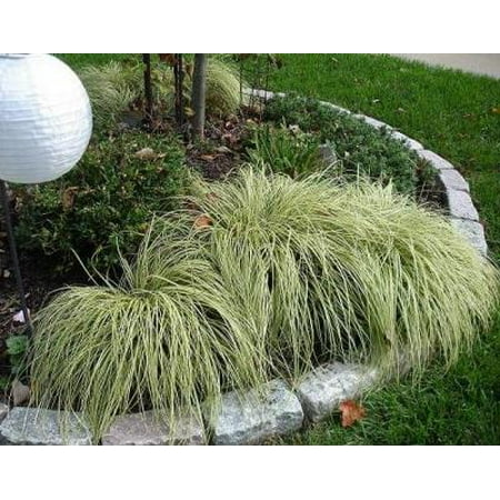 Classy Groundcovers - Sedge 'Evergold' Golden Japanese Variegated Sedge, Evergreen Striped Weeping Sedge, Oshima kan suge, Golden Japanese Variegated Rush, Old Gold {25 Pots - 3 1/2 (Best Evergreen Ground Cover)