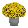 thumbnail image 2 of (2 pack) Expert Gardener 1Gal Yellow Garden Chrysanthemum Plant Decorative Square Pot Sun, 2 of 7