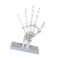 thumbnail image 1 of Lipstore Human Joint Model Education Lightweight Scientific for Science Display Study Hand, 1 of 8