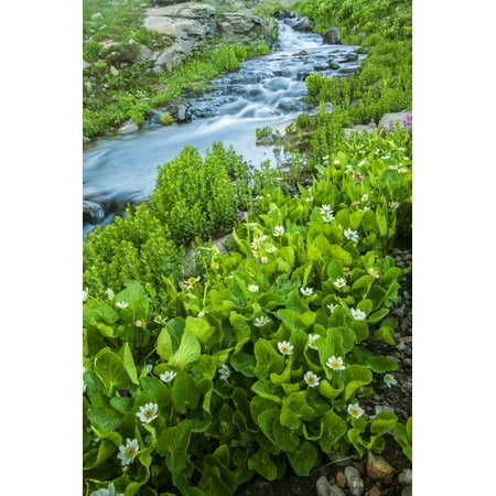 Colorado Cascade - USA, Colorado, San Juan Mountains. Stream Cascade and Spring Marigolds Print Wall Art By Jaynes Gallery