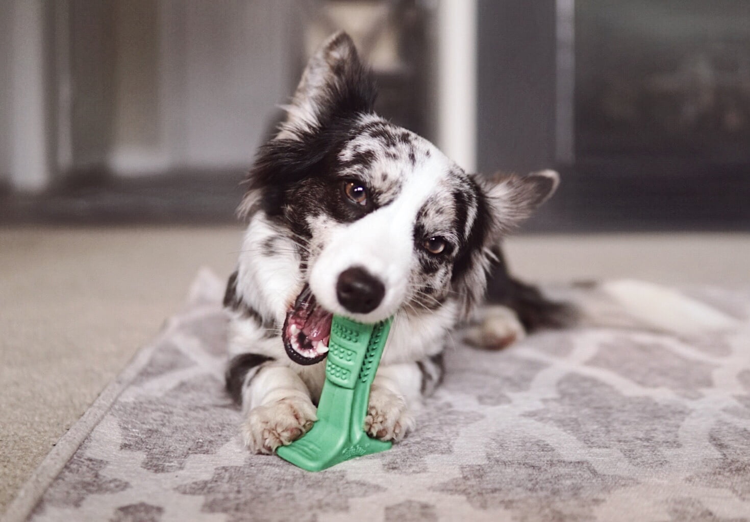 dog toothbrush walmart