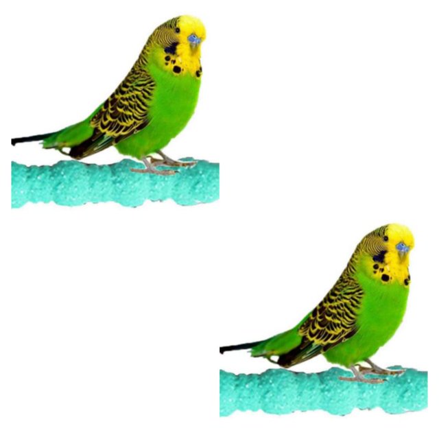 mmirethe Green Mood Lightener Parrot Scratching Stick With Natural Grain And Fun Multi-functional Bird Toy as shown 2Set