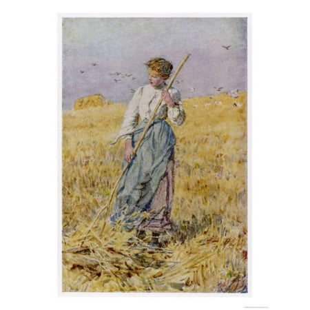 Country Girl Gleans after the Oat Harvest Print Wall (Best Way To Dry Weed After Harvest)