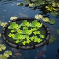 thumbnail image 2 of 2Pack Floating Flora Fish Barrier Floating Island Plant Protector Round Floating Flora Island for Pond Protects Your Floating Plants from Pond Fish, Black, 2 of 3
