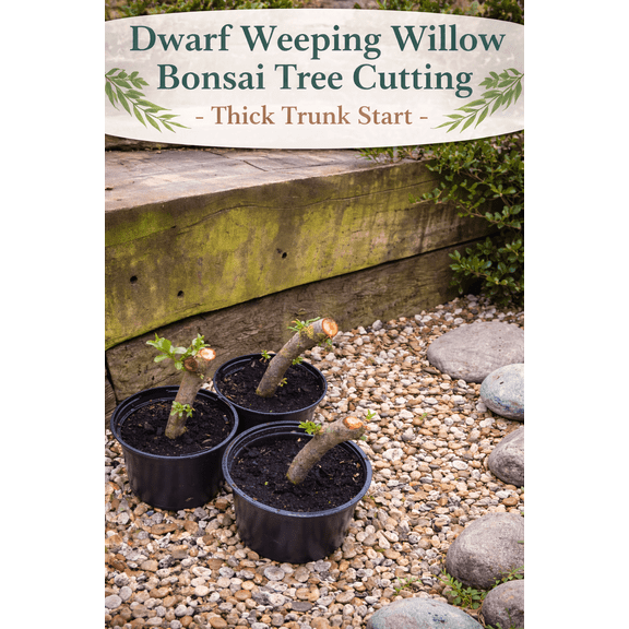 Dwarf Weeping Willow Bonsai Tree Cutting - Thick Trunk Start, A Must Have Dwarf Bonsai Material. Ships from Iowa, USA