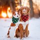 thumbnail image 3 of Paquete de 2 pañuelos para perros, bufanda navideña duradera de primera calidad para niños y niñas, pañuelo navideño para perros medianos, grandes y extra grandes (grande), 3 of 5