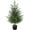 1, variant on 3FT Real Touch Norfolk Pine Topiary Tree - Artificial Shrubs for Indoor Outdoor Decor