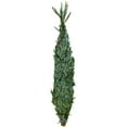thumbnail image 3 of National Plant Network Real Fraser Fir 5' Tall Fresh Cut Christmas Tree, 3 of 7