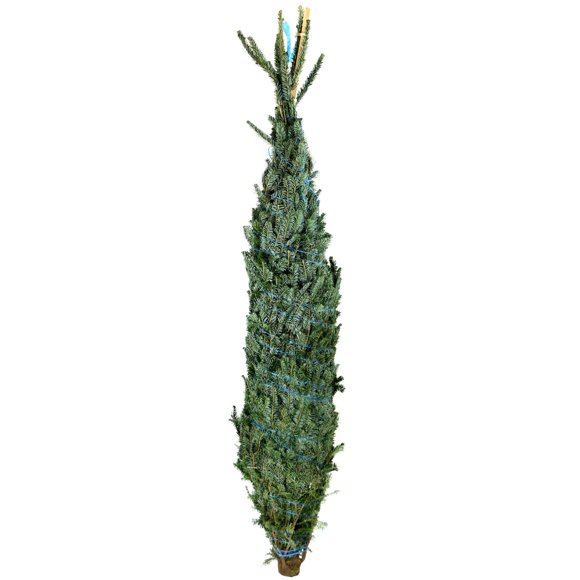 Real Christmas Trees