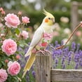 thumbnail image 4 of OCCOA Conure Flight Suit Bird Diaper with Poop Pocket for Budgie Cockatiel Peachface Parakeet Outdoor Clothes, Pink, 4 of 6
