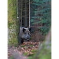 thumbnail image 2 of Zwick, Martin 19x24 White Modern Wood Framed Museum Art Print Titled - Wild boar during winter in high forest Bavarian Forest National Park Germany-Bavaria, 2 of 4