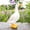 multicolor, variant on Porch Goose Garden Statue, Mom and Baby Goose Garden Decor, 8.7Inches High Goose Statue, Big Resin Yard Decor, Outdoor Geese Figurine for Patio,Porch,Yard,Lawn Ornament, Gifts for Mom