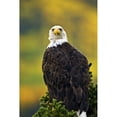 thumbnail image 2 of American Bald Eagle Perched On Evergreen Branch Poster Print, 2 of 2