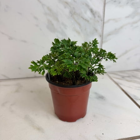 Aralia Ming, 4" Plant, The Plant Farm