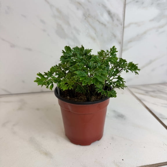 Aralia Ming, 4" Plant, The Plant Farm