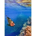 thumbnail image 2 of Fitzharris, Tim 25x32 Black Ornate Wood Framed with Double Matting Museum Art Print Titled - Red parrot fish and sardines-Panagsama reef-Philippines, 2 of 4