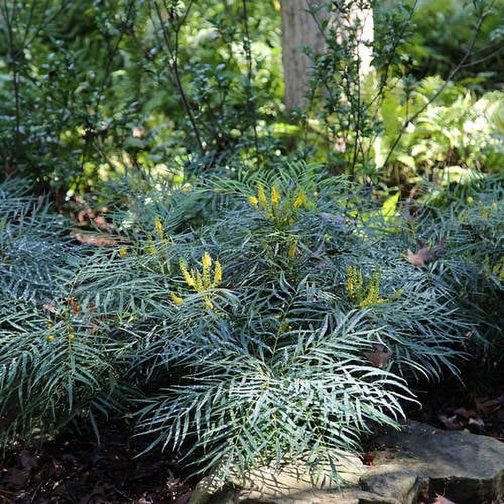 Southern Living Soft Caress Mahonia Live Shrub in 2-Gallon Grower Pot