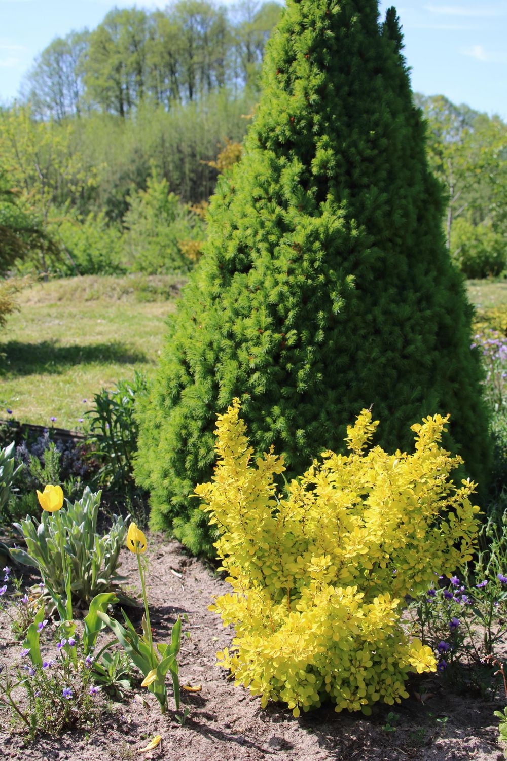 Dwarf Golden Barberry 2 Gallon