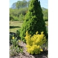 thumbnail image 3 of Dwarf Golden Barberry 2 Gallon, 3 of 4