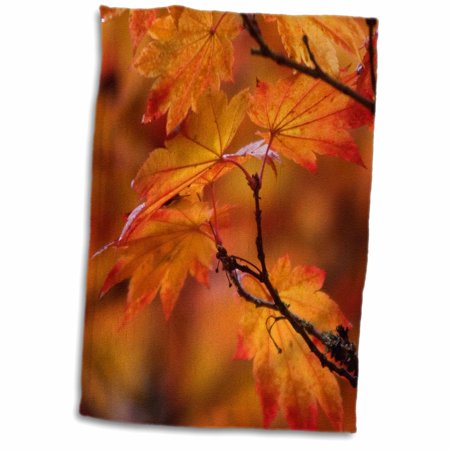 3dRose Maple leaves, autumn, Seattle, Washington - US48 JDA0079 - Janell Davidson - Towel, 15 by 22-inch