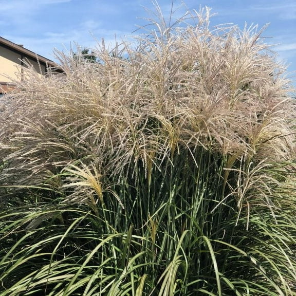 Miscanthus Octoberfest Ornamental Grass Live Plant 12-18" in Height in a #3 Container