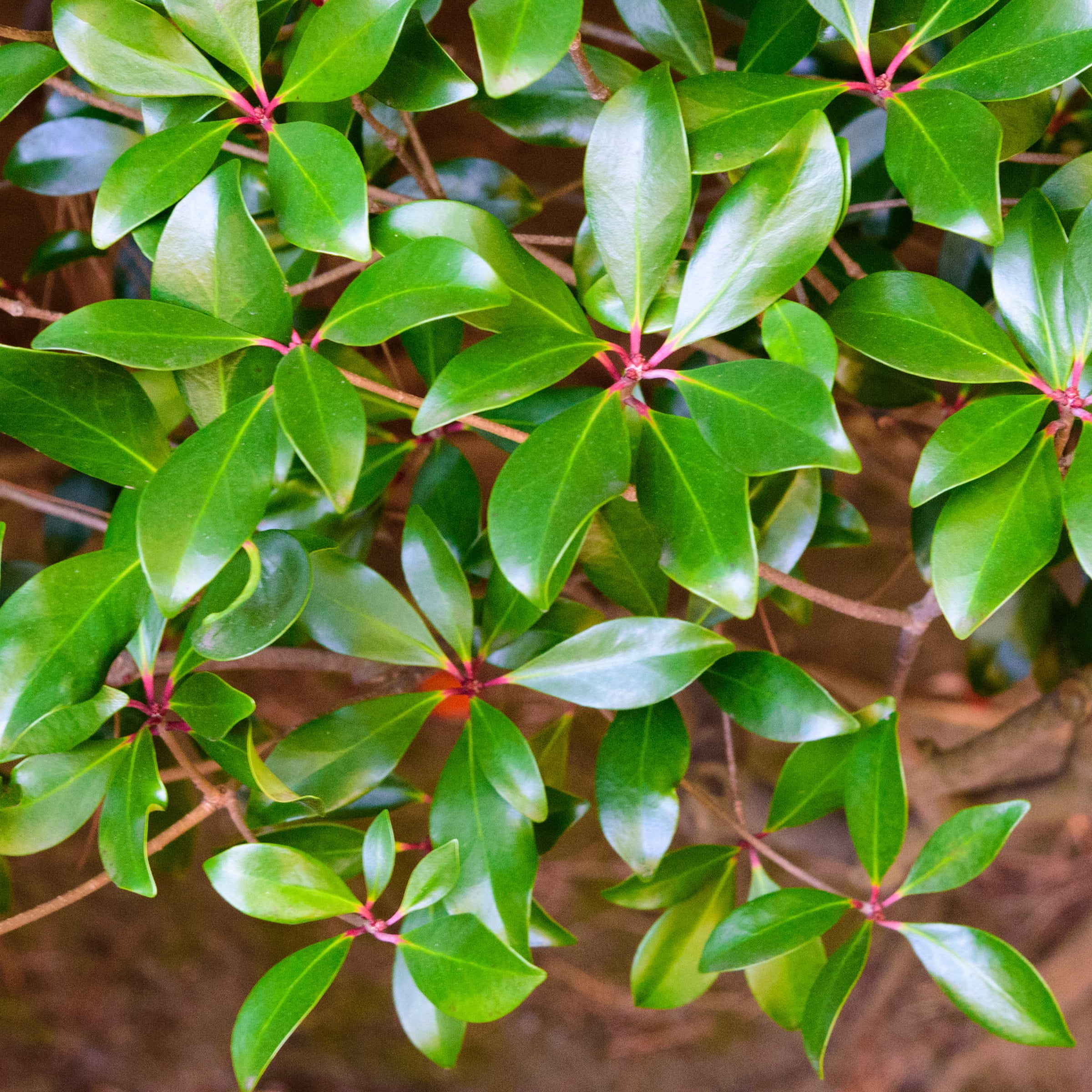 National Plant Network 4 in. Cleyera Japonica (3-Pack)