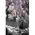 thumbnail image 2 of Hausenflock, Alan 17x24 White Modern Wood Framed Museum Art Print Titled - Cherry Tree II, 2 of 4